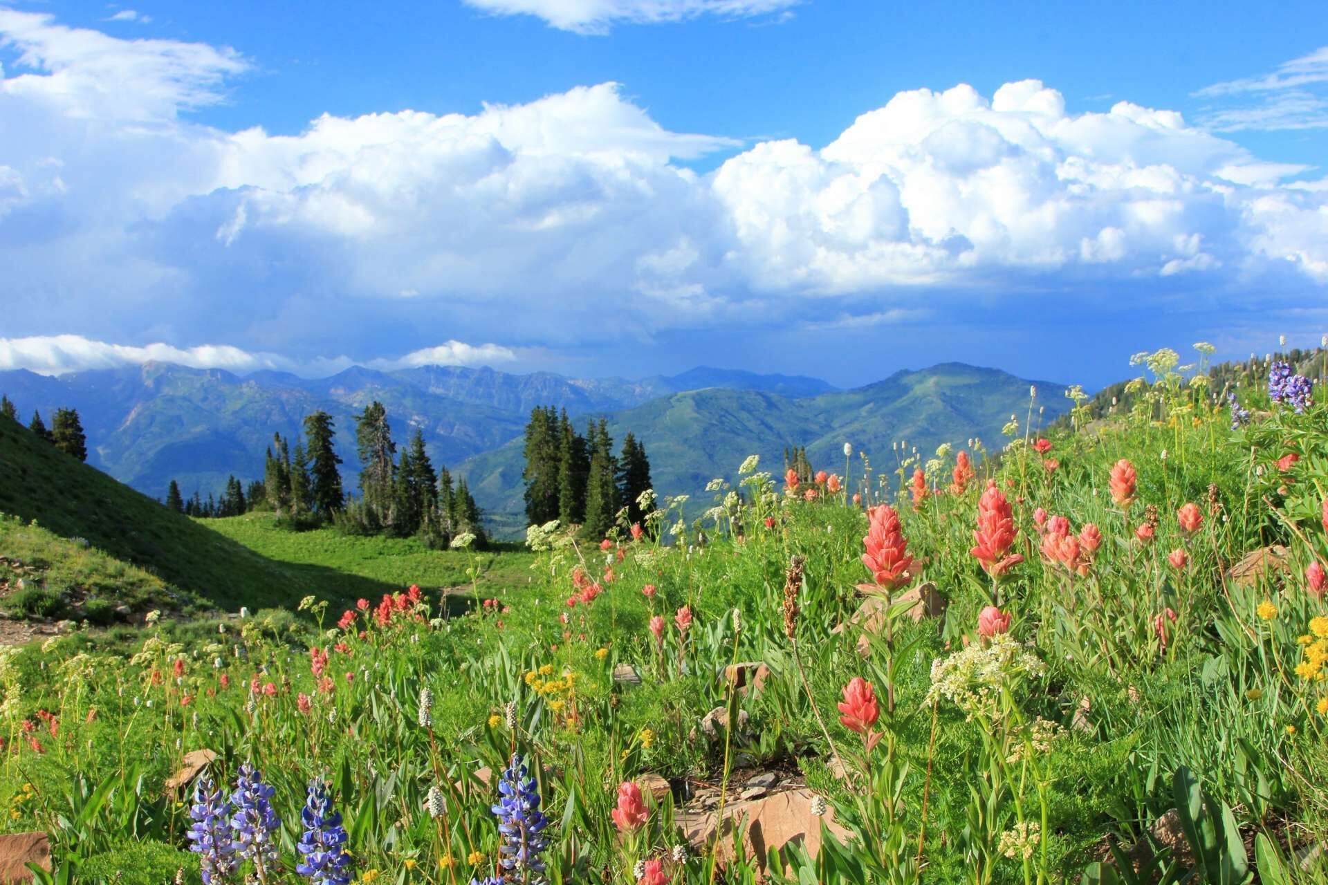 Un paysage montagneux parsemé d’une grande variété de fleurs sauvages et d’arbres.