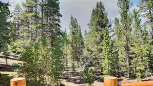 Un sendero de madera serpentea por un bosque de altos pinos.