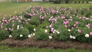 Un jardin avec des pivoines devant une maison dotée d’un balcon.