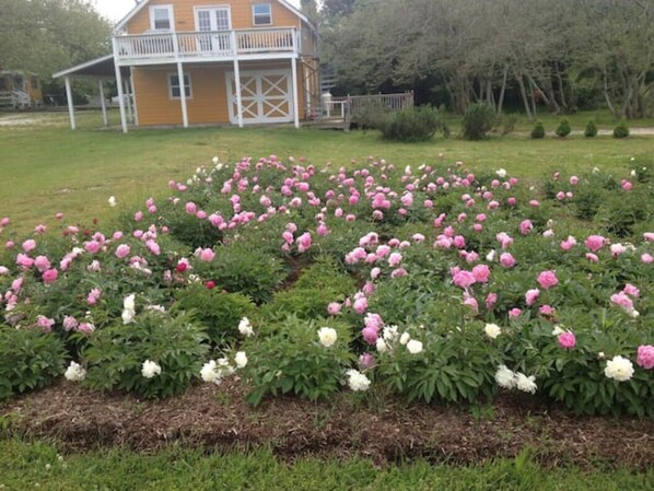 Un jardin avec des pivoines devant une maison dotée d’un balcon.