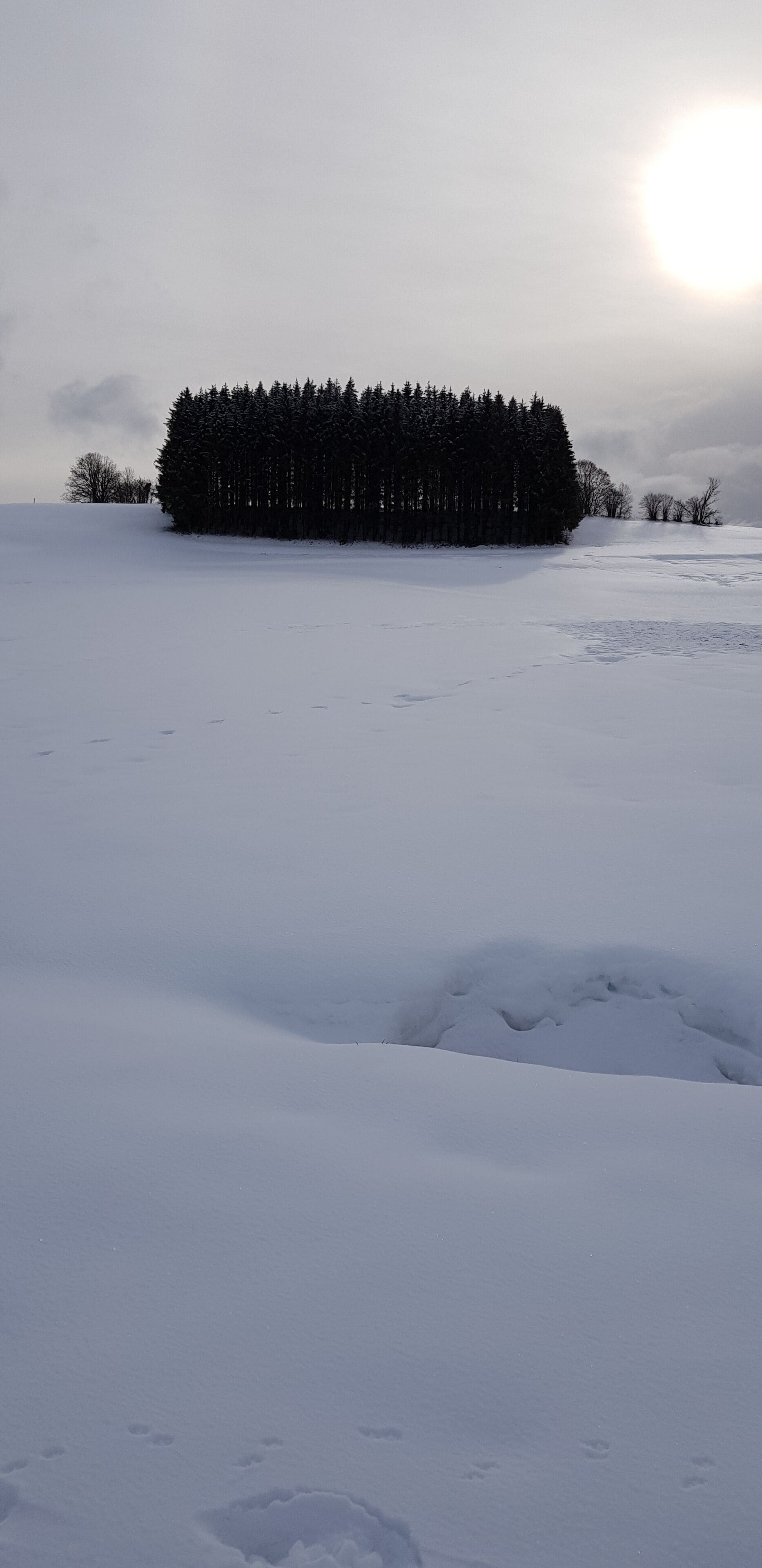 A snow-covered landscape with a dense forest in the background and footprints leading towards it.