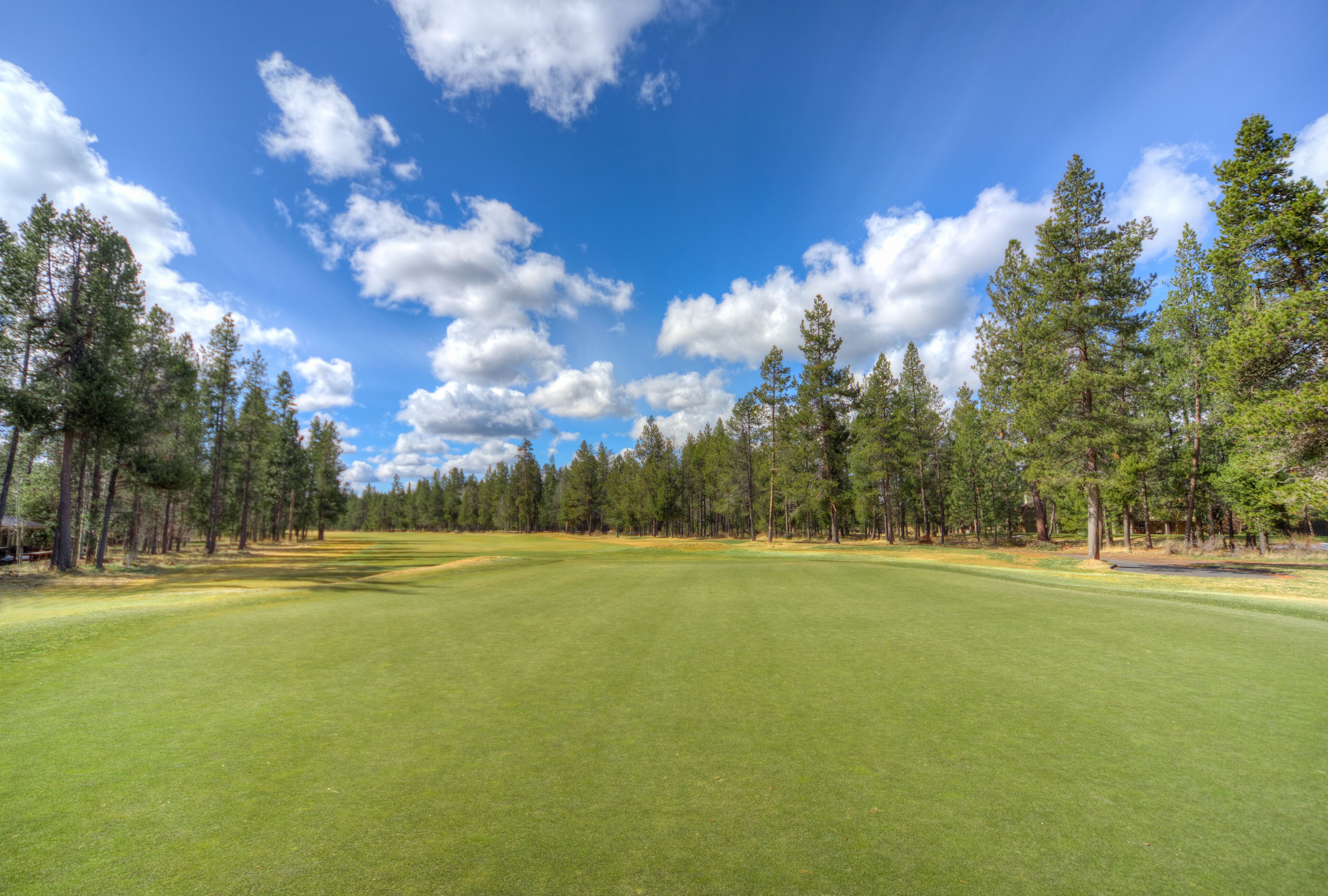 A golf course with a clear sky and tall trees.