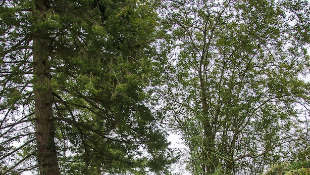 A gravel driveway leading to a house surrounded by dense greenery and trees. - Chambers Place (Reading)