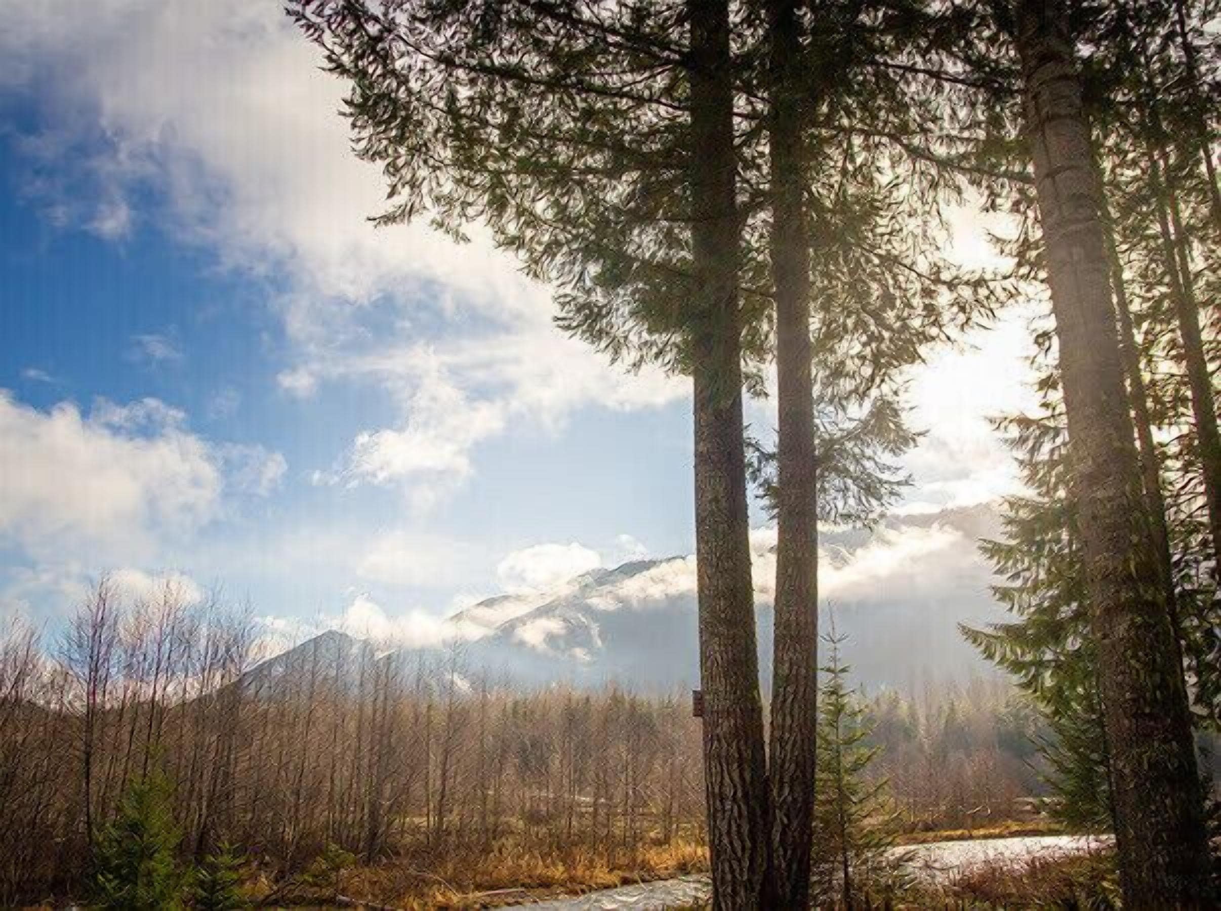 Un paysage boisé, avec de grands arbres et une montagne en arrière-plan.
