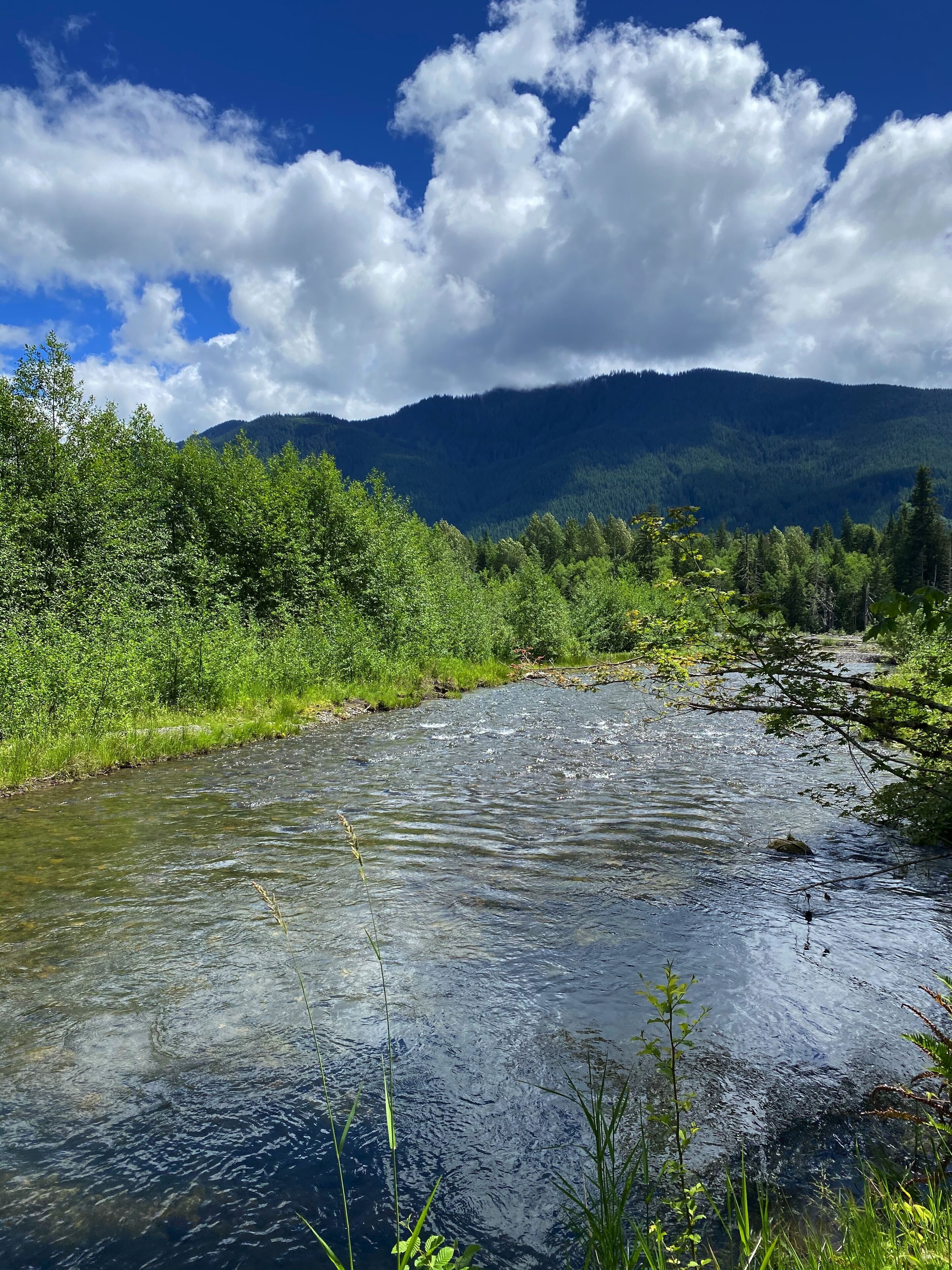 A river flowing through a forest with mountains in the background.