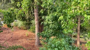 A garden with trees and shrubs, a wooden deck, and a mulched ground. - Entire Home & Fenced Yard For Family & Pets (Independence)