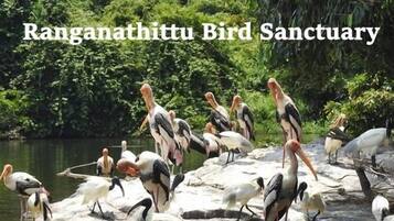 A group of storks at Ranganathittu Bird Sanctuary.