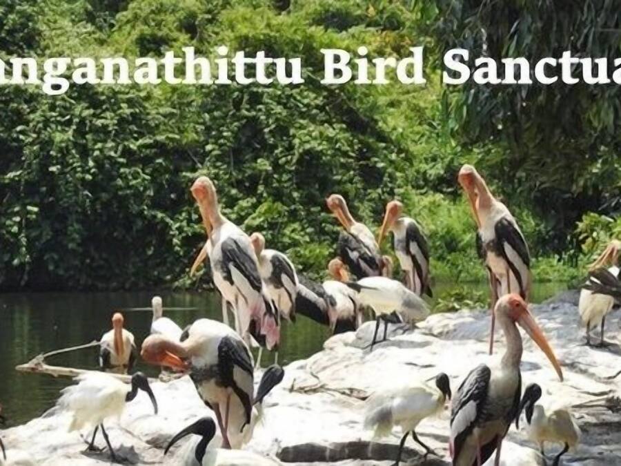 Un groupe de cigognes dans le sanctuaire ornithologique de Ranganathittu.