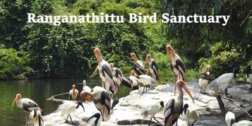 A group of storks at Ranganathittu Bird Sanctuary.