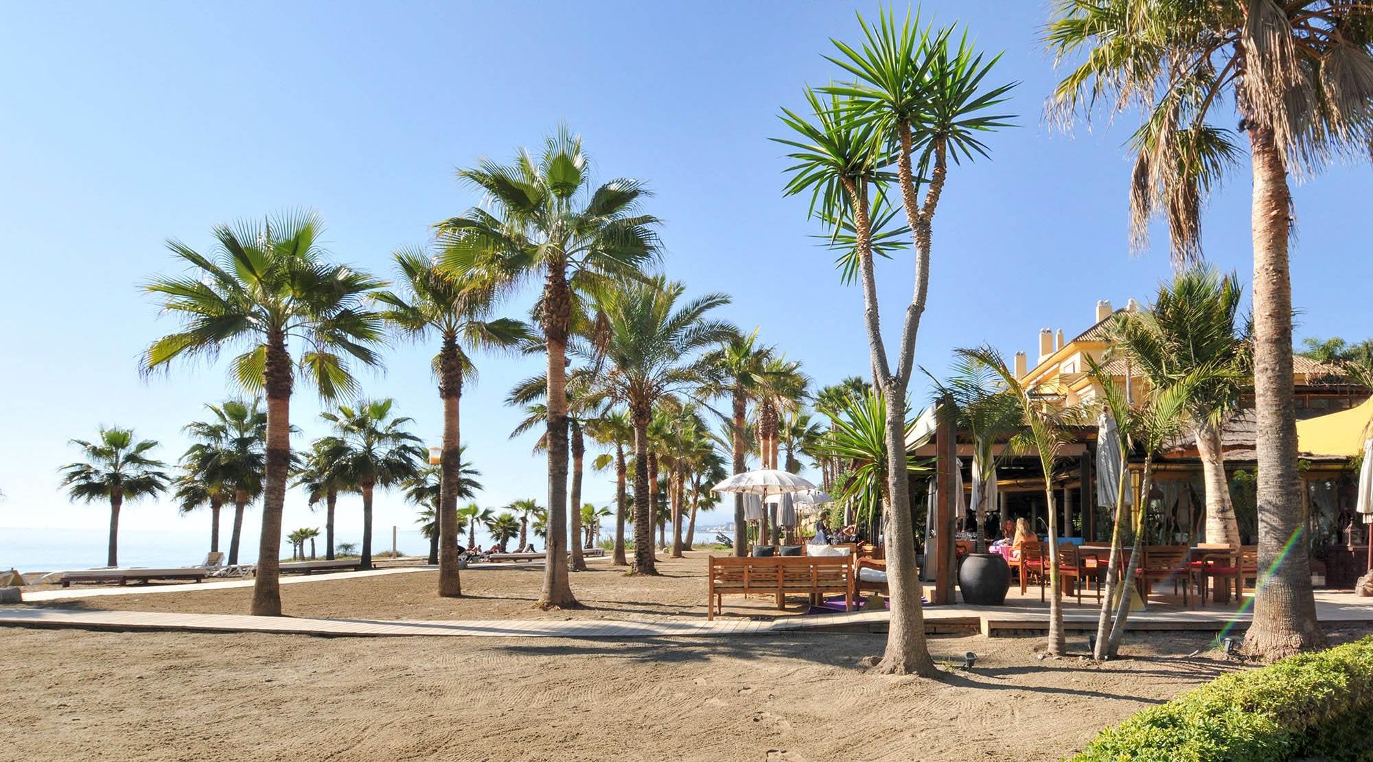 A beachside area with palm trees, a bench, and outdoor seating.