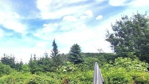 A natural landscape with trees and a clear sky.