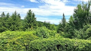 A dense forest with tall trees and a variety of greenery.
