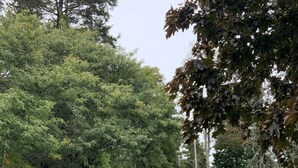 Een weg met een snelheidsbeperkingsbord van 24 kilometer per uur, omringd door bomen en een stenen muur.