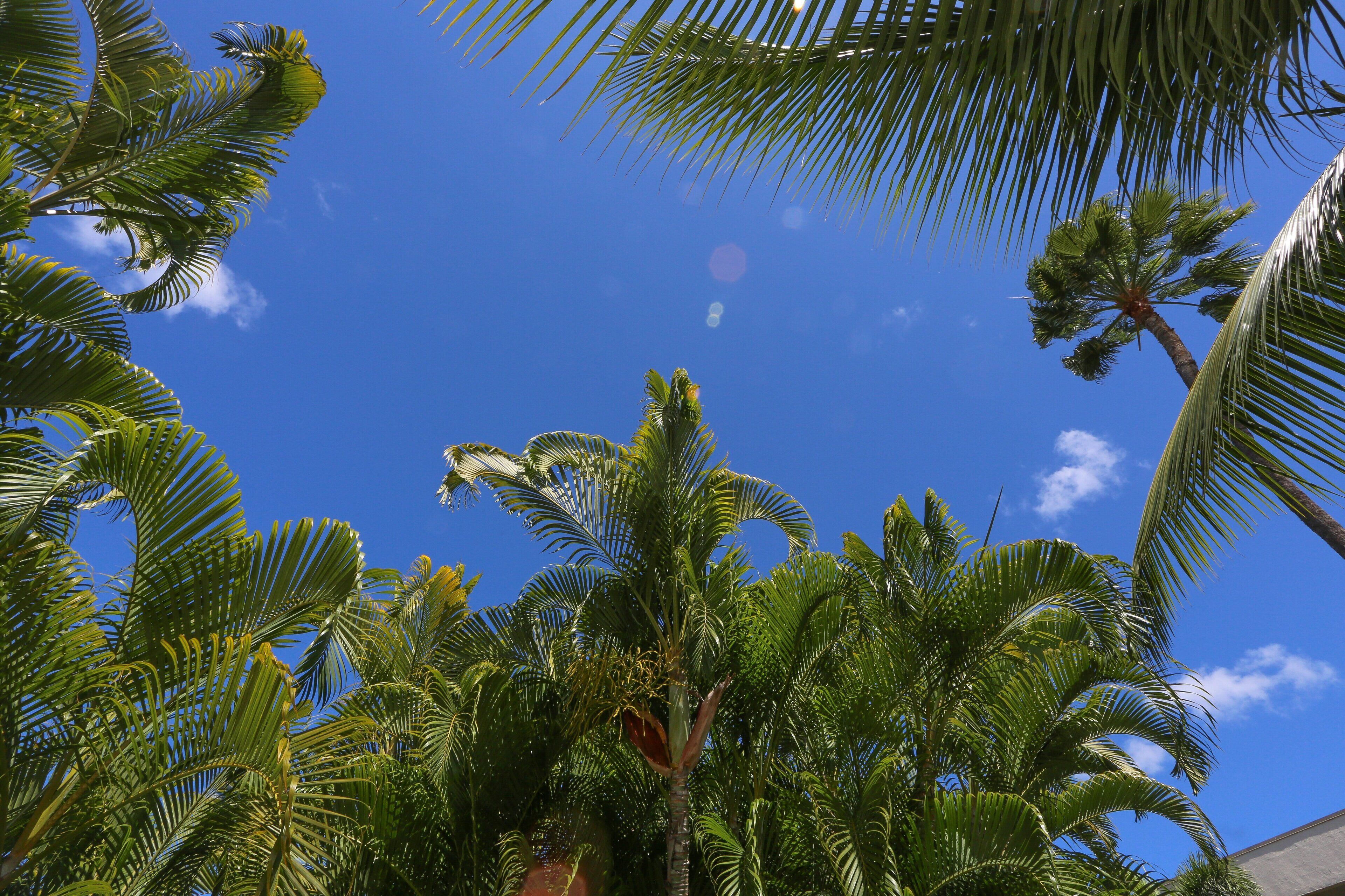 A clear blue sky with palm trees.