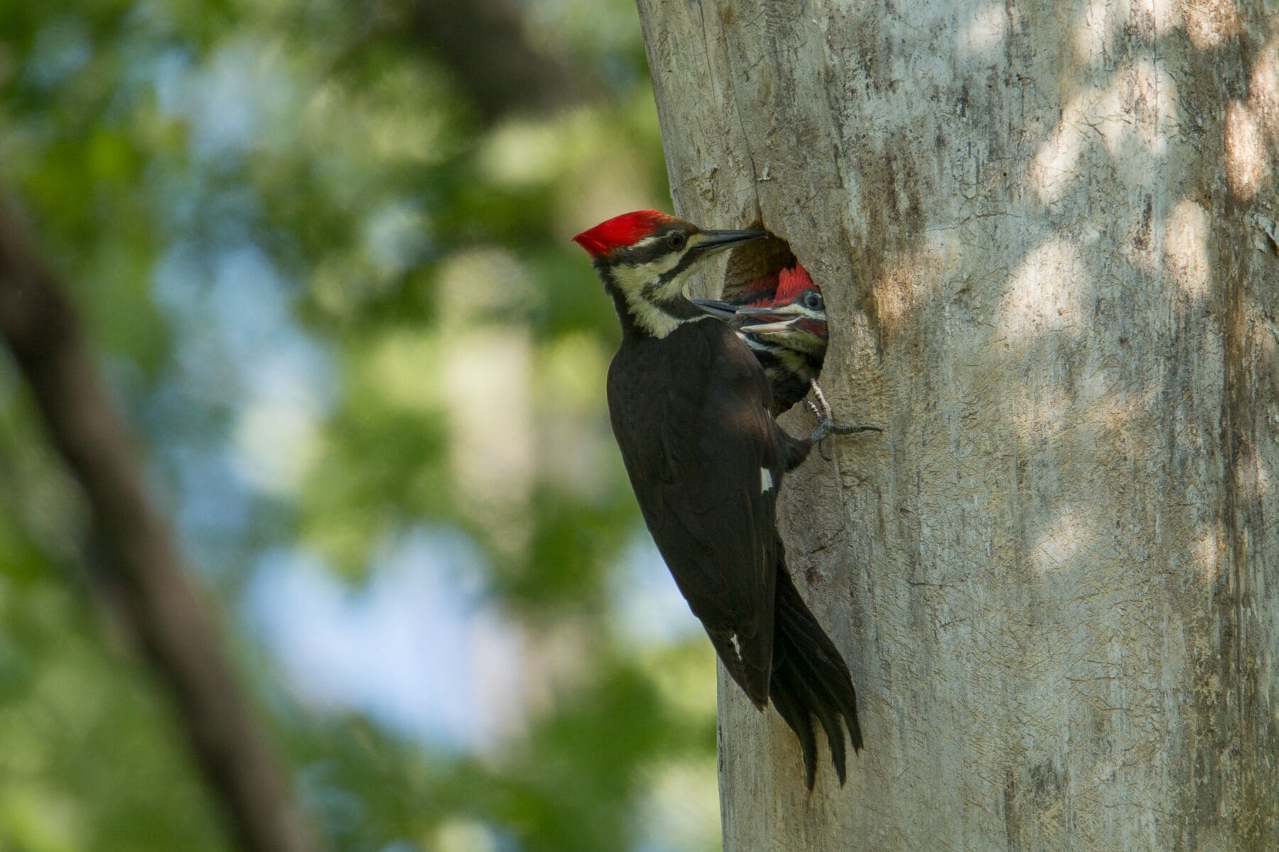 A woodpecker on a tree trunk.