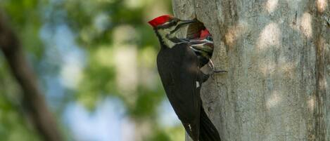 A woodpecker on a tree trunk.