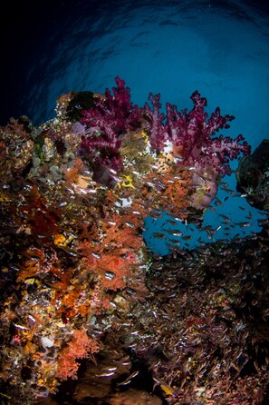 Unclassified image, 4 of 32, button