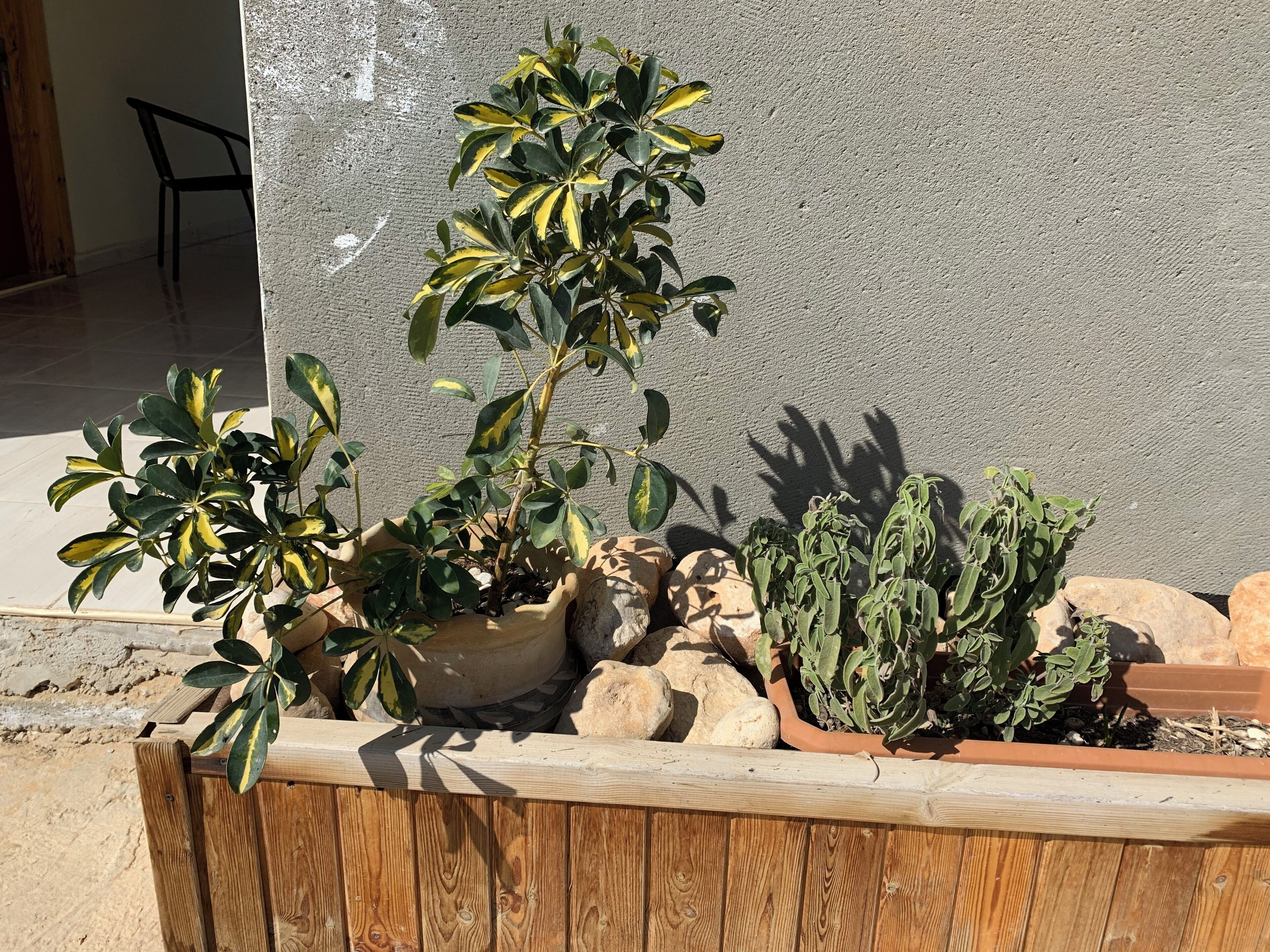 A wooden planter box containing various potted plants, including a tall plant with variegated leaves and a smaller cactus.