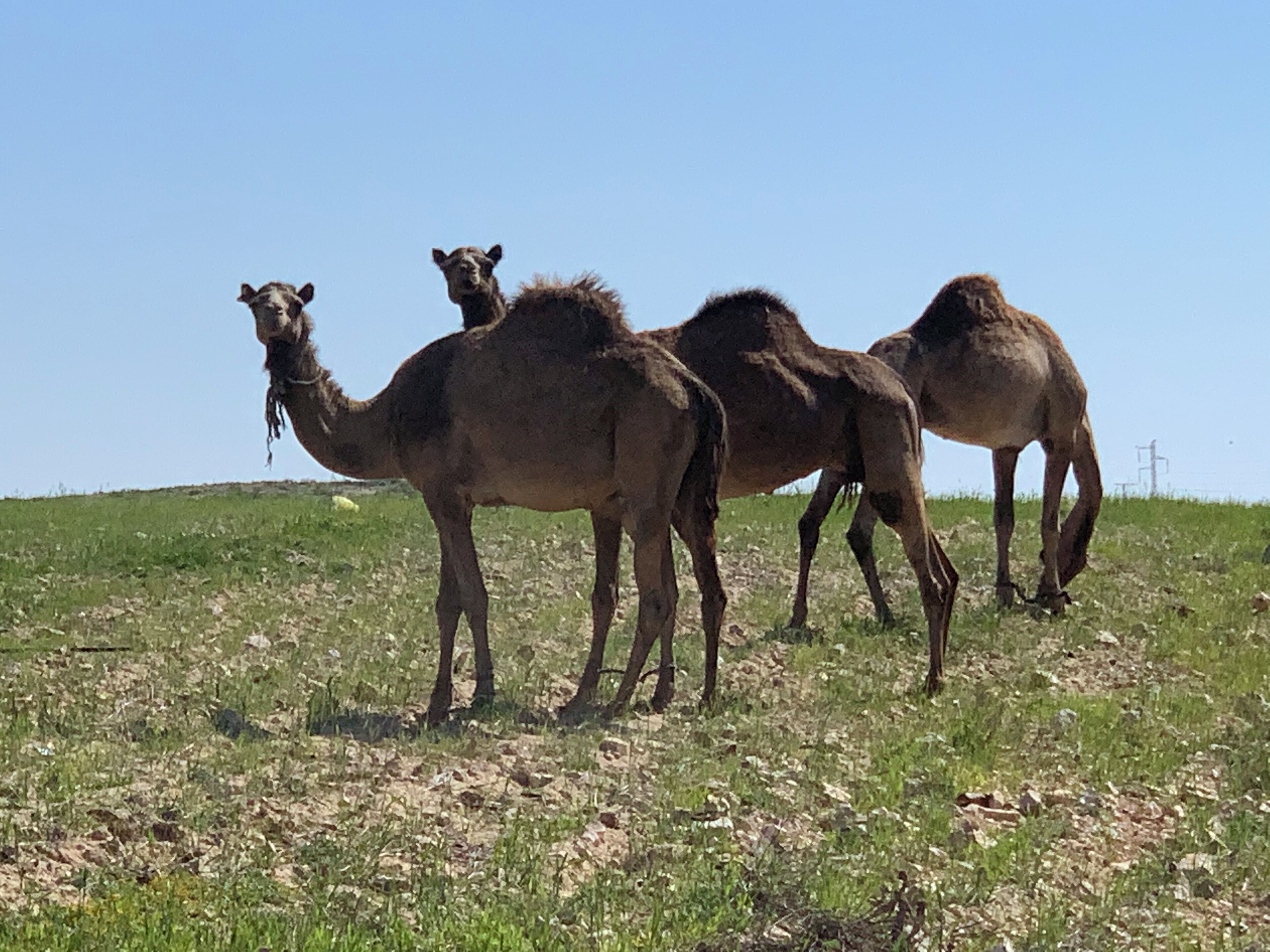 Un grupo de camellos de pie sobre una colina cubierta de hierba bajo un cielo despejado.