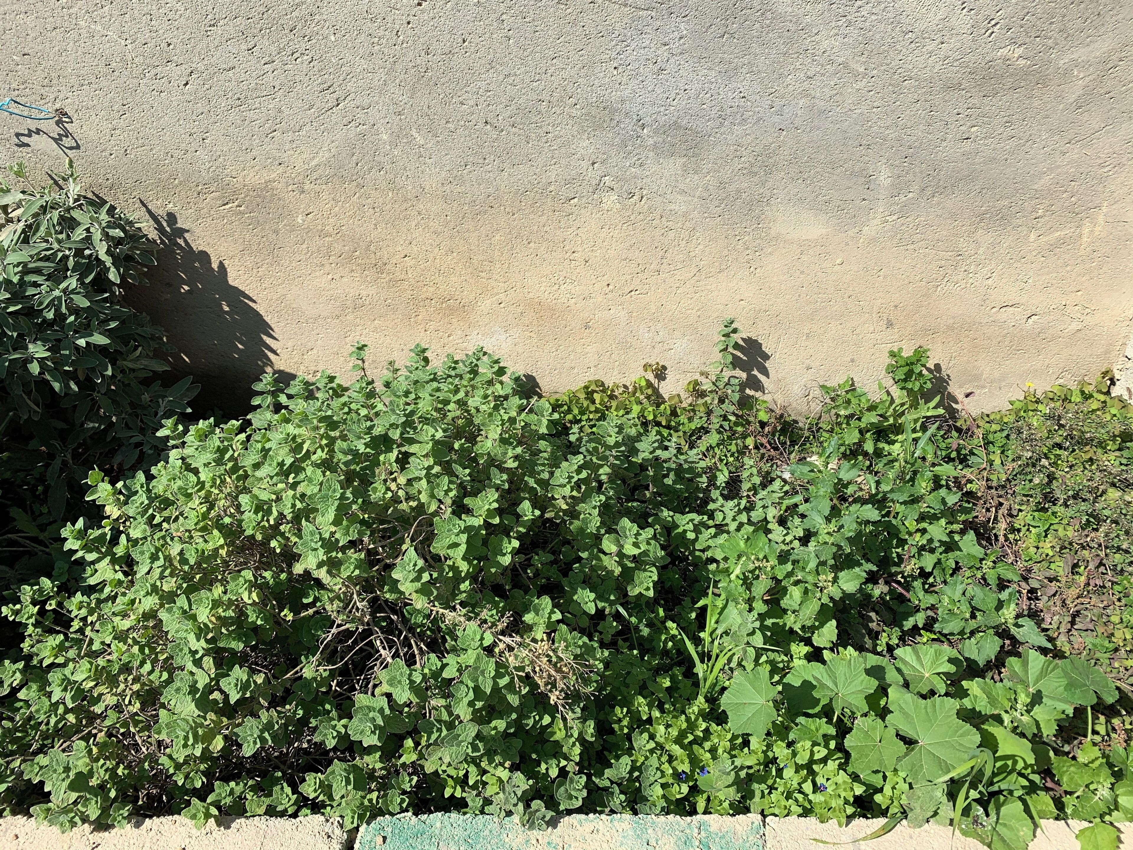 Paredes de concreto com folhagem verde densa.