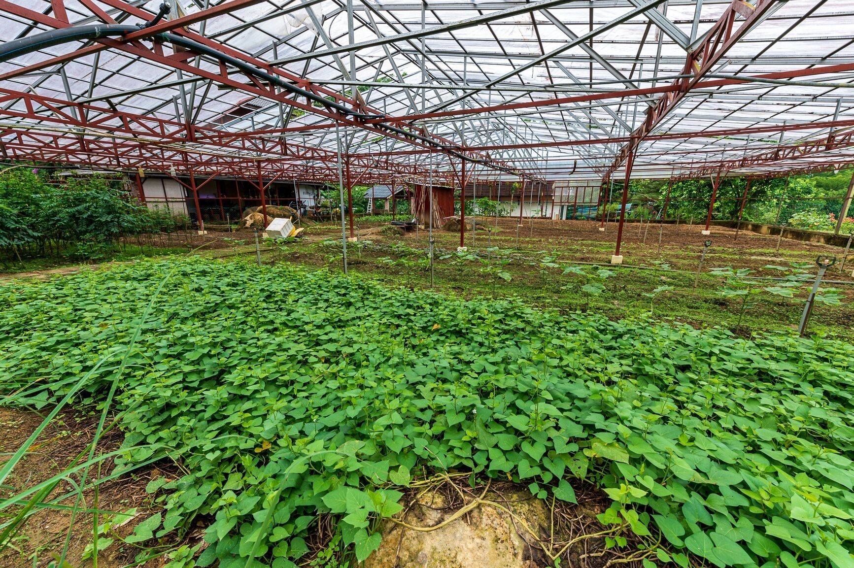 A greenhouse structure with metal beams and a transparent roof, surrounded by green plants.