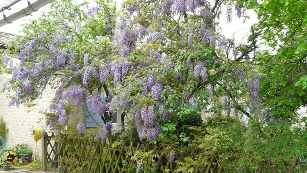 Un jardín con enredaderas de glicina morada trepando por una valla de madera.