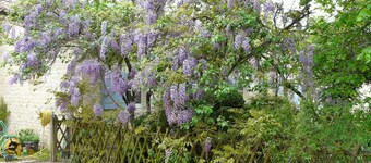 Gites123soleil- La Glycine - Charente-Maritime avec piscine
