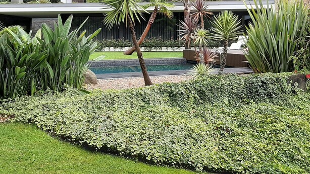 A modern house with a swimming pool, surrounded by lush greenery and palm trees.