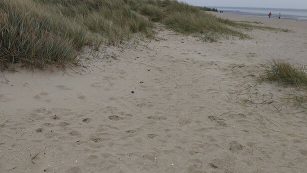 Nær stranden og solsenger