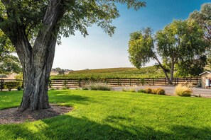 Un vignoble avec un grand arbre et une clôture en bois.