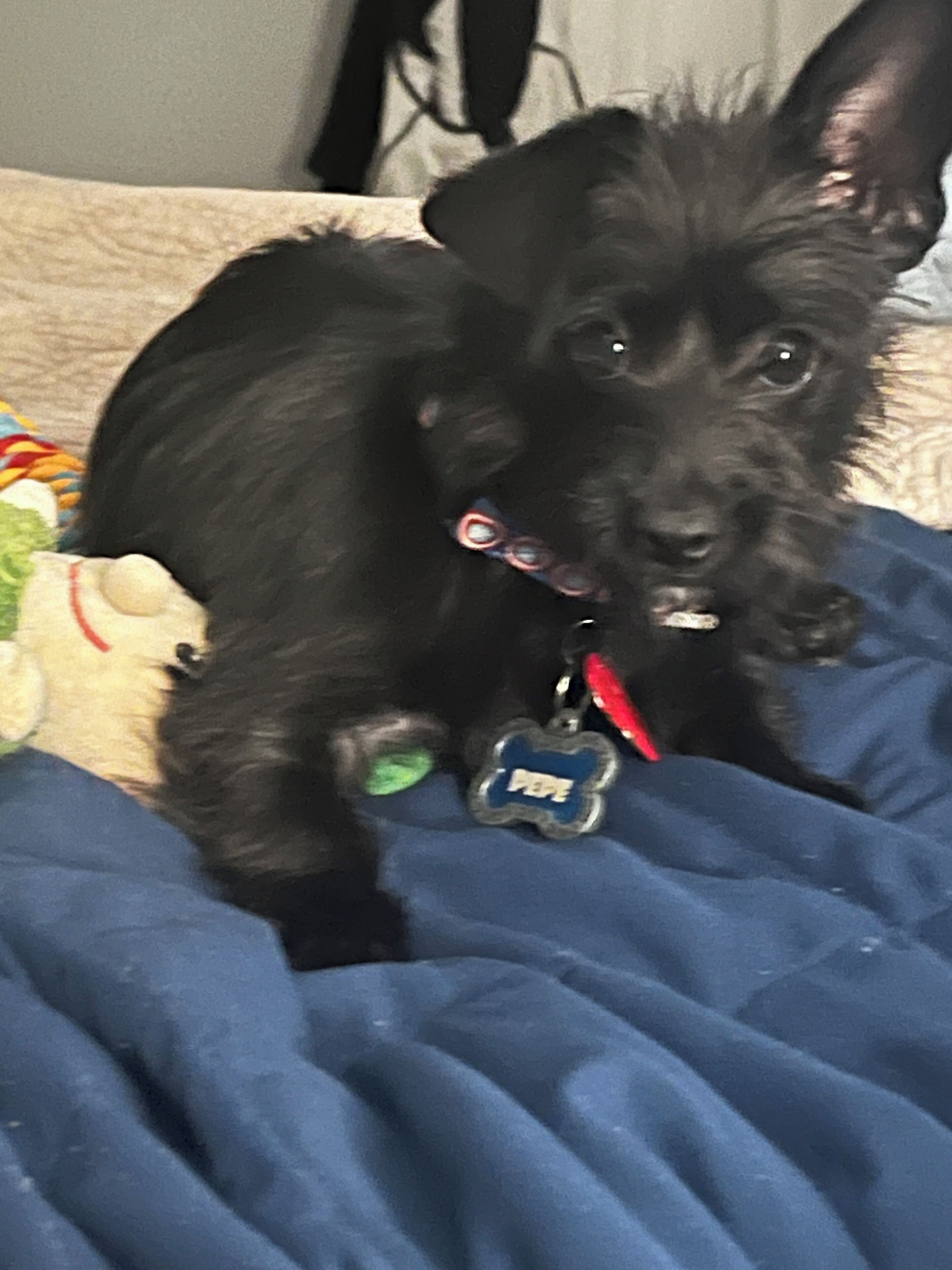 A black dog with a blue tag lying on a blue blanket.