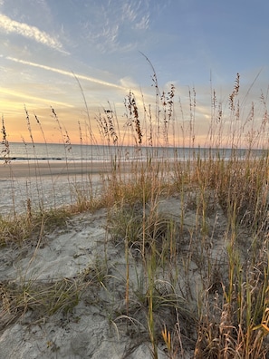 Een strand met duinen en hoge grassen.