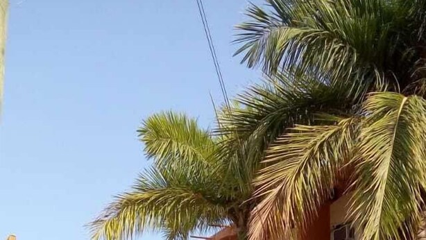 Un immeuble à plusieurs étages doté de balcons, de palmiers et d’une enseigne.
