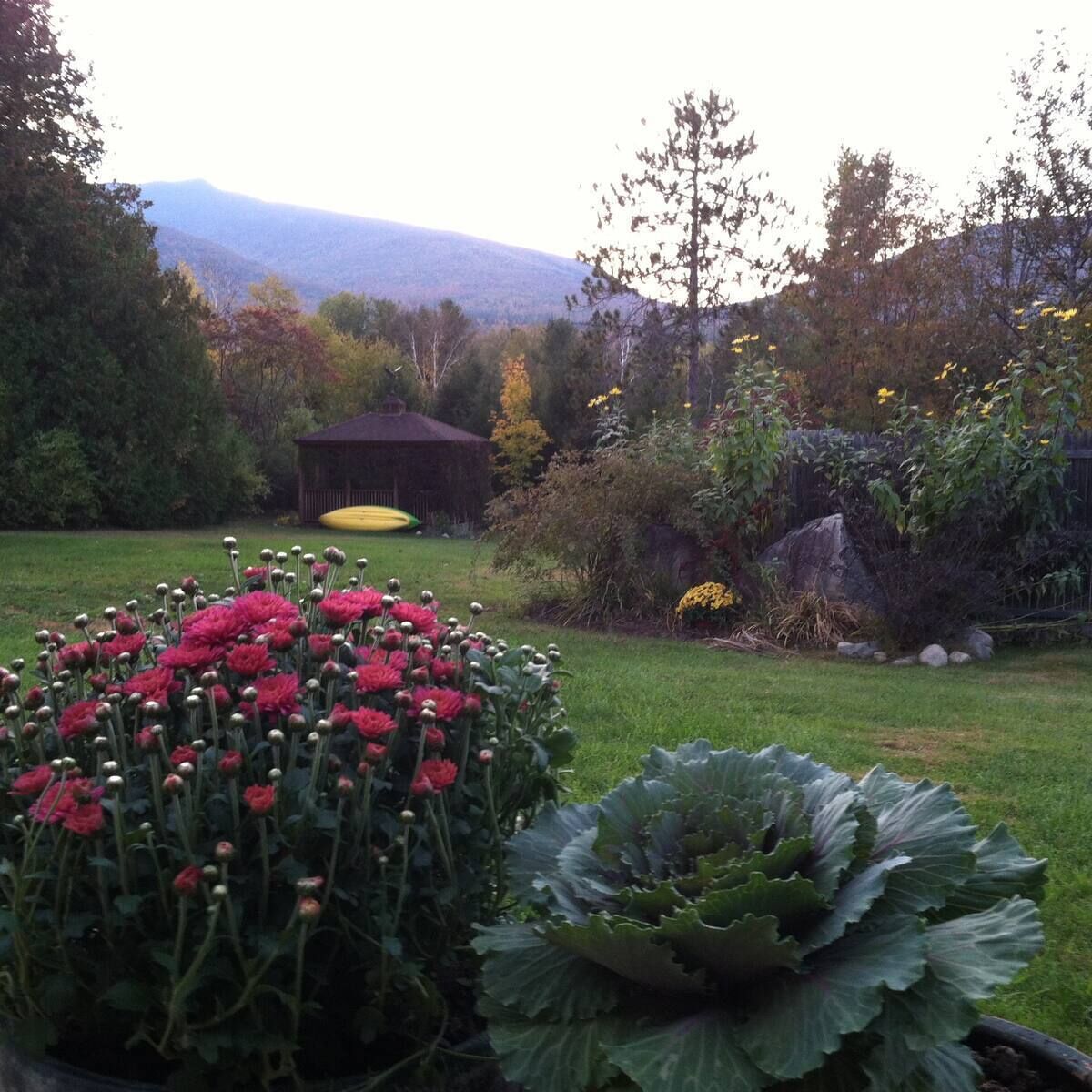 A garden with a variety of plants, a shed, and a mountain in the background.