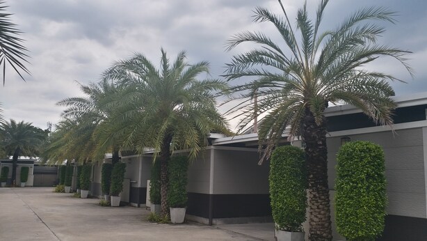 A modern building with a row of palm trees and potted plants along the walkway. - The 9 Resort (Bangkok)