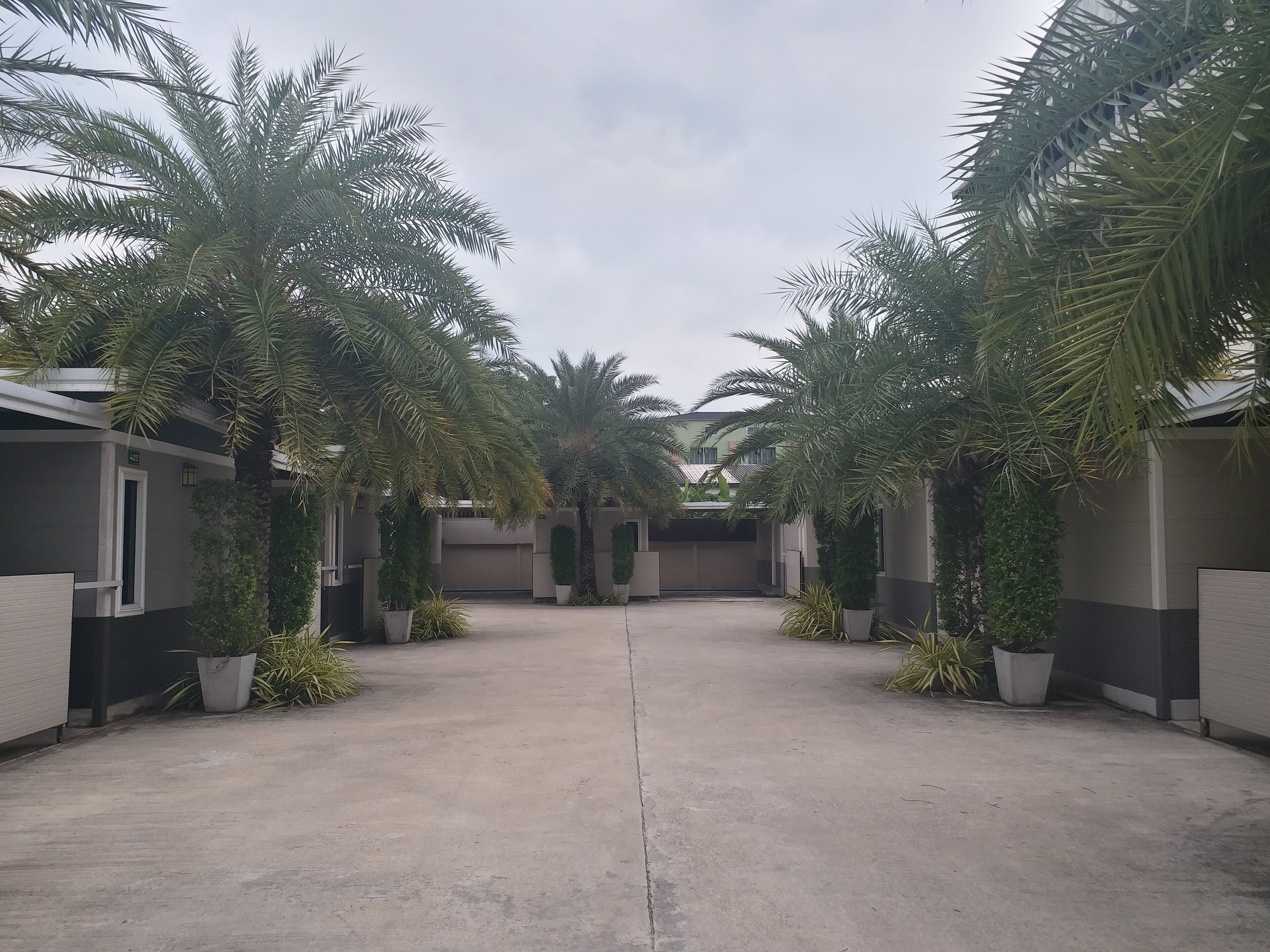 A courtyard with palm trees, a concrete floor, and a building with a number '403' on it.