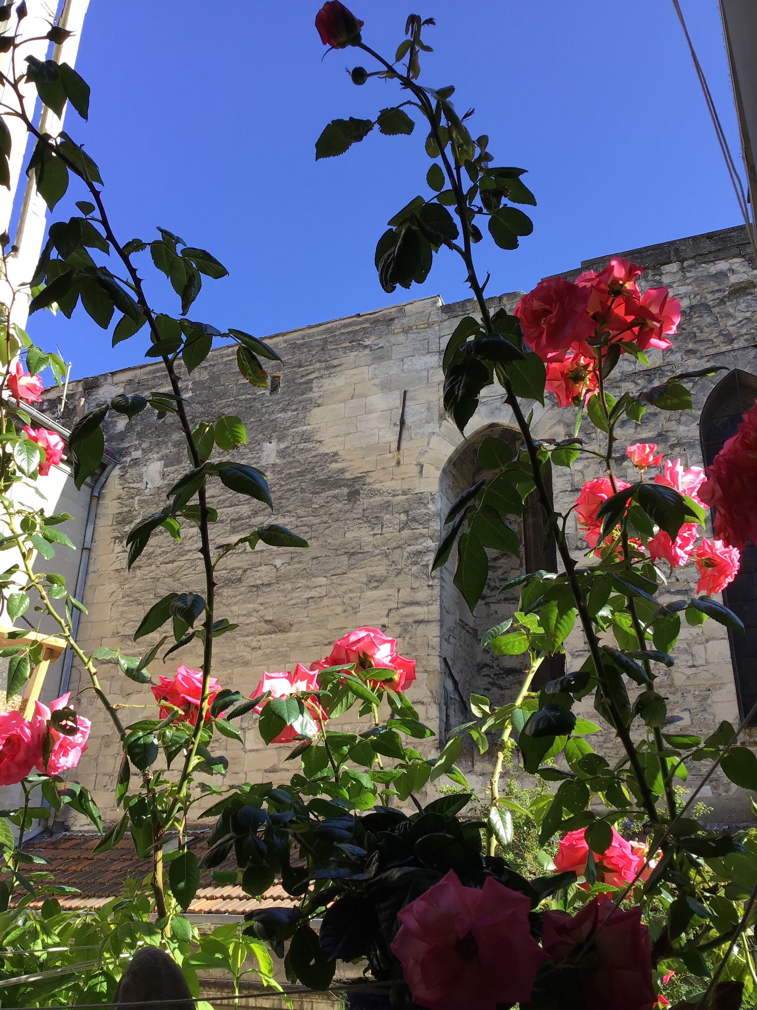 Een tuin met bloeiende rozen in roze en een stenen gebouw op de achtergrond.