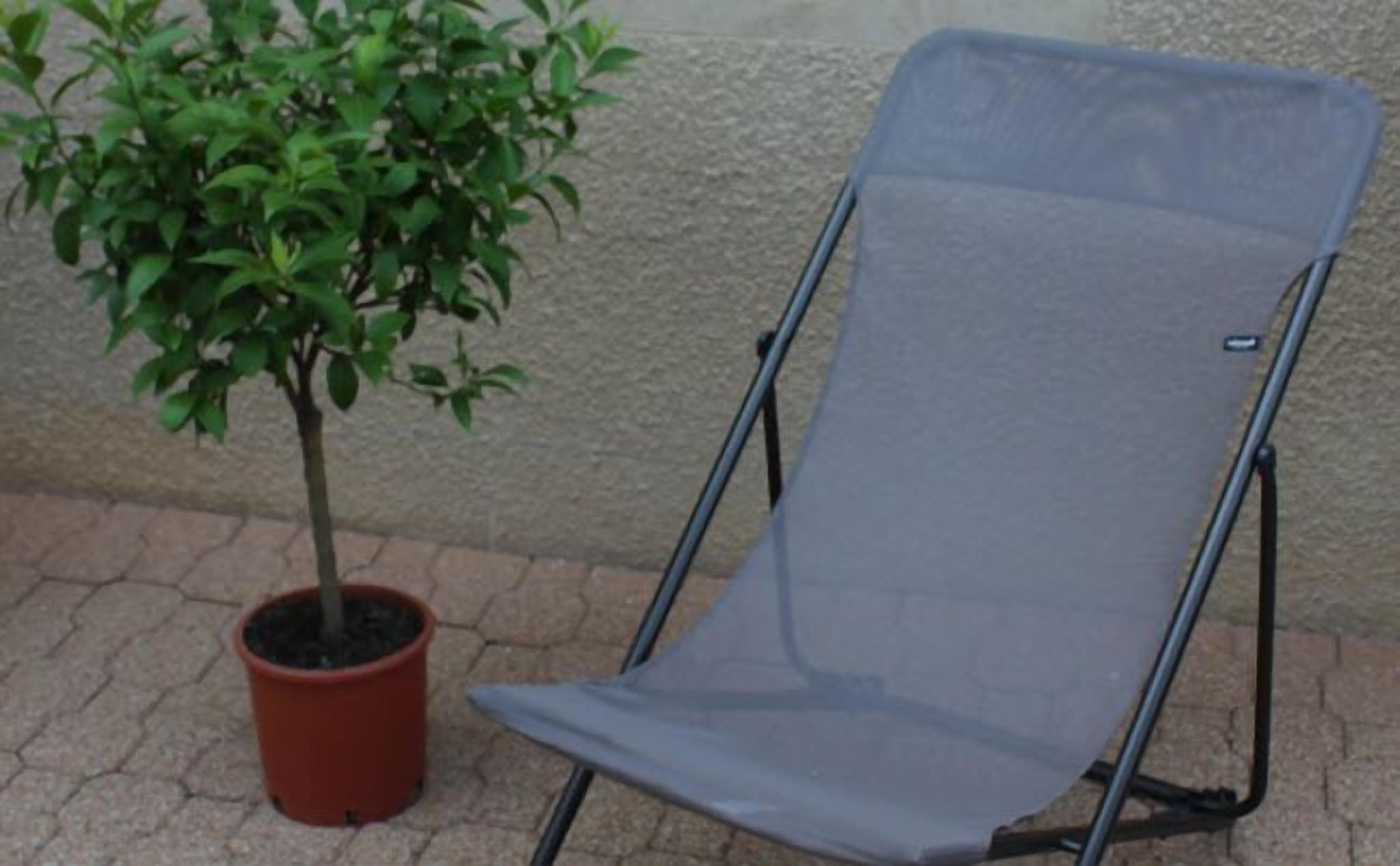 A foldable chair next to a potted plant on a paved surface.