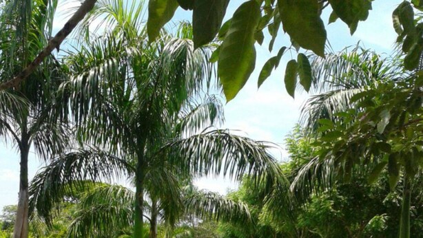 Unclassified image, 1 of 44, button - Hotel Shalom - Hostel (Palmar de Varela)