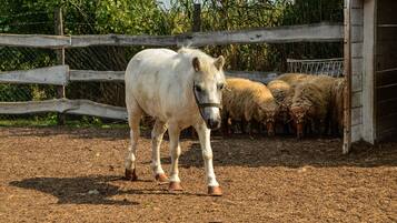 Un graner amb un cavall blanc i un grup de ovelles.