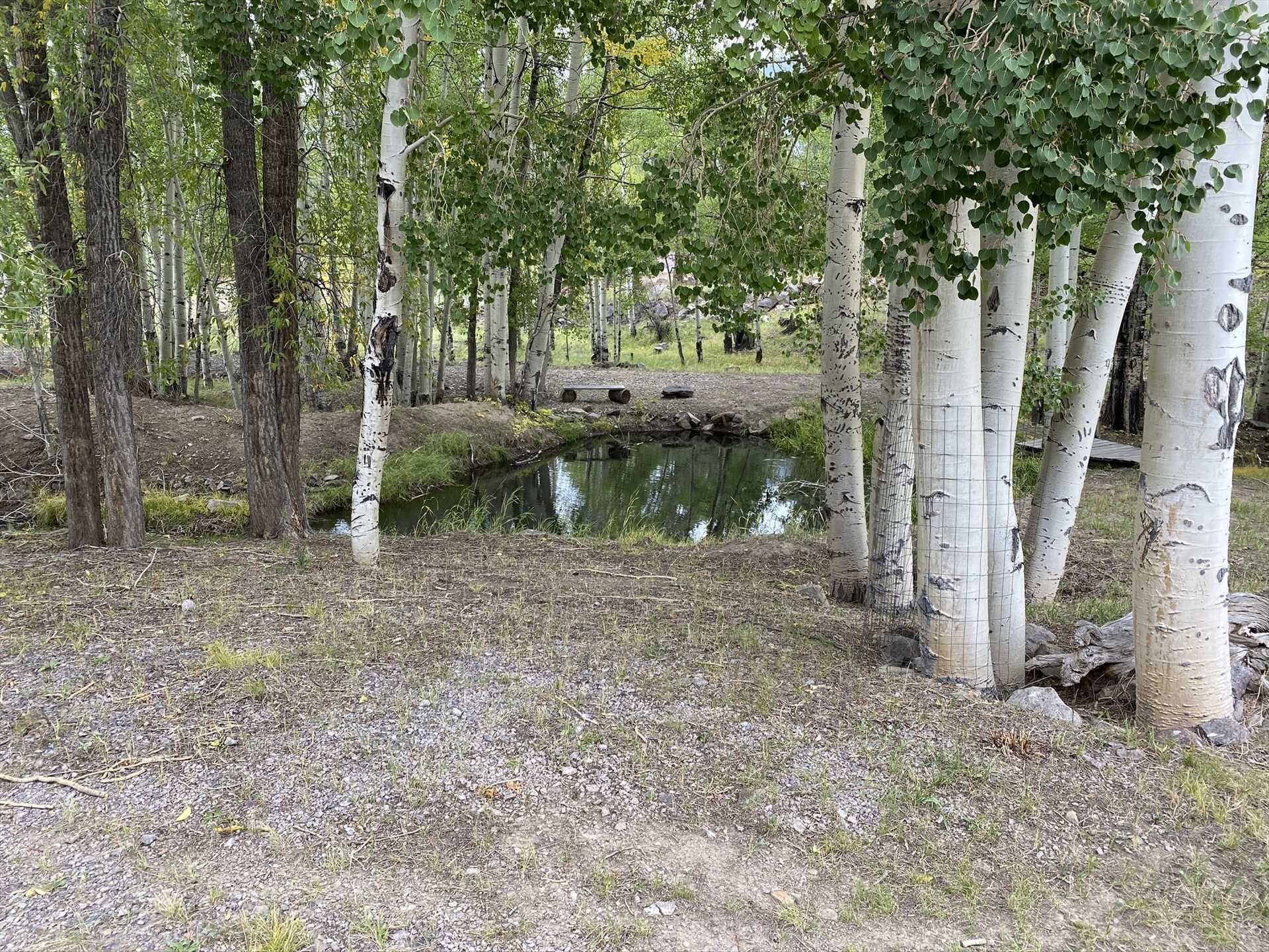 Een natuurlijke omgeving met berkenbomen, een klein vijvertje en een stenen brug.