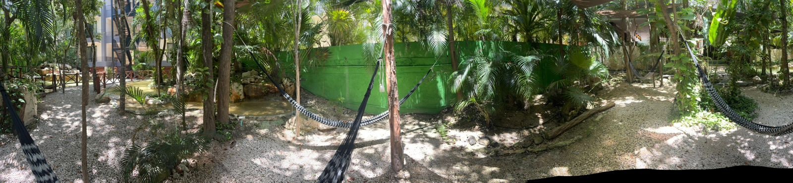 A tropical garden with a hammock, palm trees, and a green fence.
