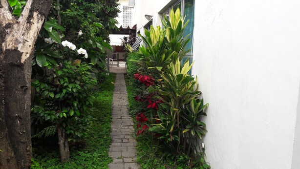 A narrow pathway flanked by lush greenery and flowering plants, leading to a building entrance.