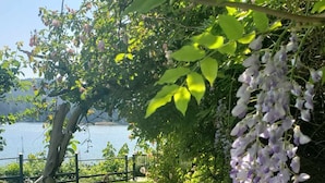 Un jardin avec une pelouse verdoyante, une structure en bois et une glycine.