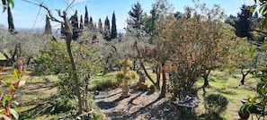A garden with various trees and shrubs, a stone pathway, and a statue. - Tuscan Villa, Private Pool and Tennis Court Garden,wi-fi, Ac, Pet Friendly (Rosignano Marittimo)