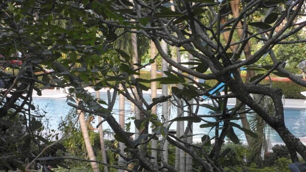 A pool area with a view of a building and some trees in the foreground. - Baan Suan Lalana Td Floor 2 Room 203 (Pattaya)