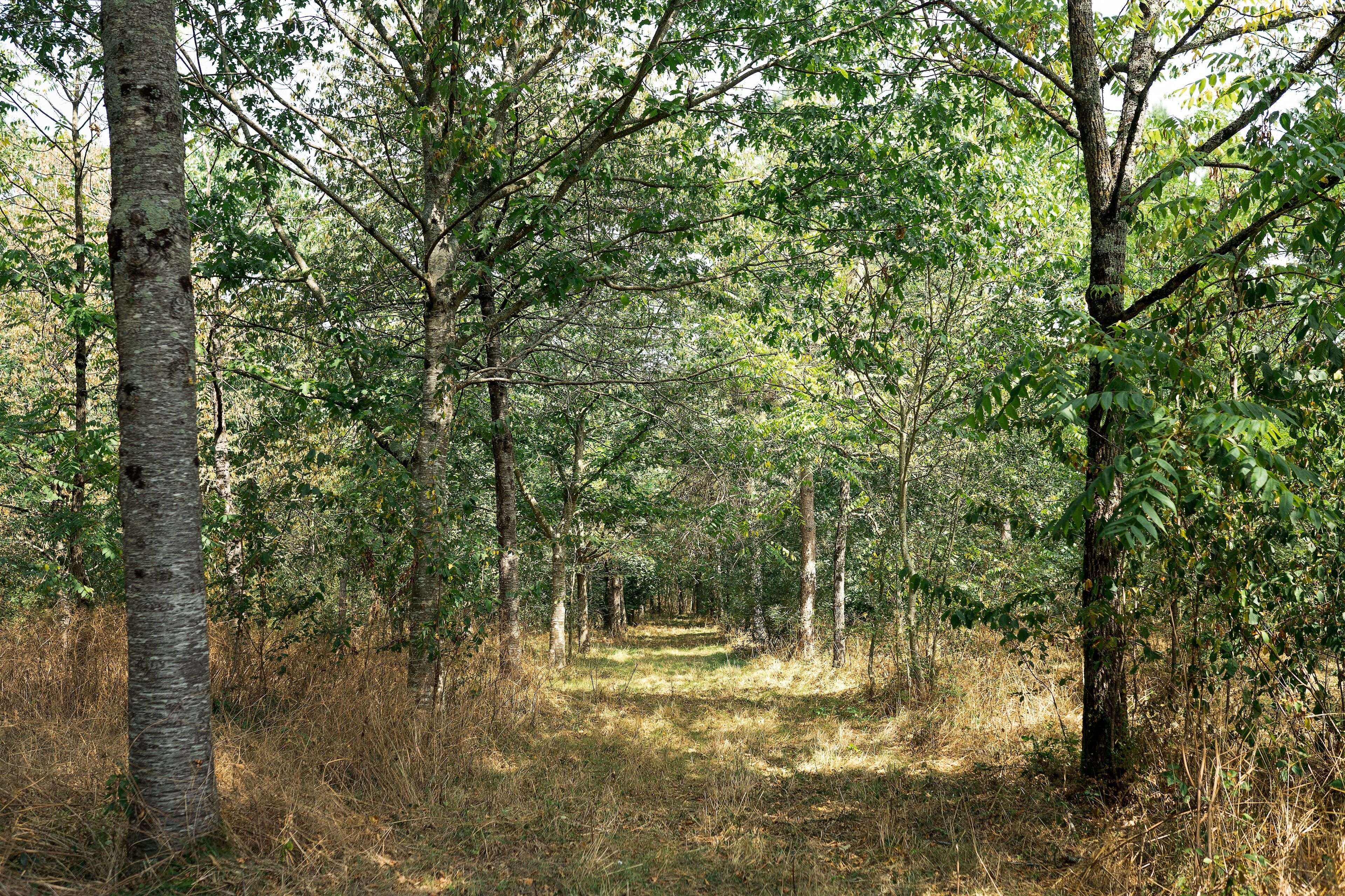 Un sendero boscoso con árboles y maleza.