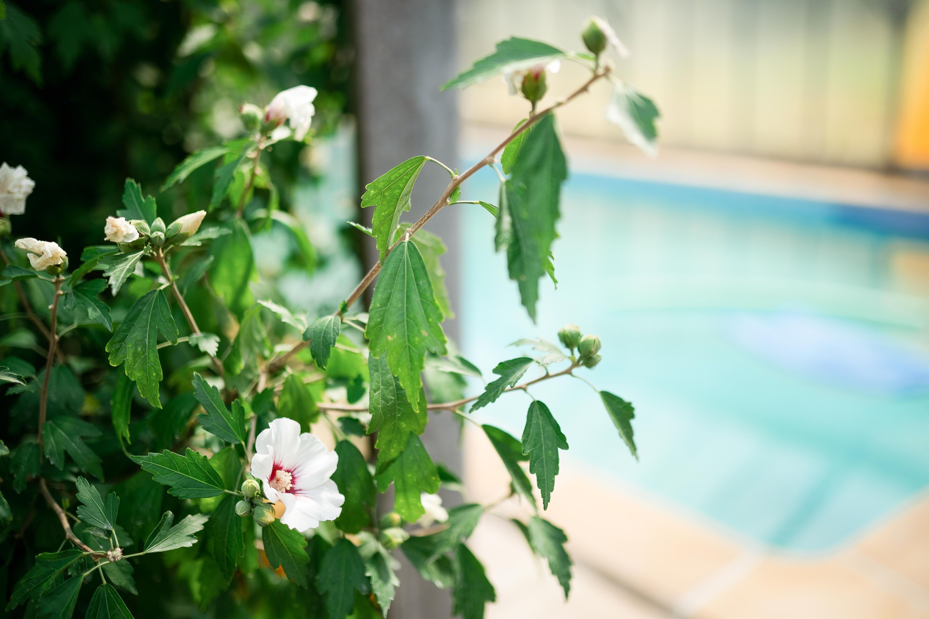 Une vue sur la piscine avec, au premier plan, une plante ornée de fleurs blanches et de feuilles vertes.
