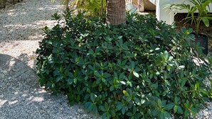 A palm tree with coconuts, a white fence, and a gravel path.