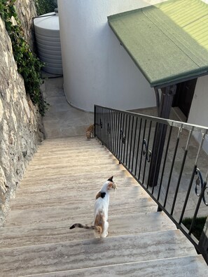 A staircase with a metal railing, a stone wall, and a green awning.